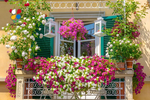 بهترین گیاه برای نگهداری در بالکن