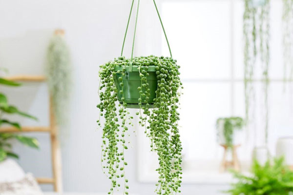 کاکتوس غورهای