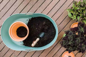 خاک مناسب برای گل حسن یوسف