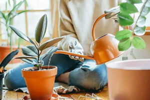 تامین آب و رطوبت کافی
