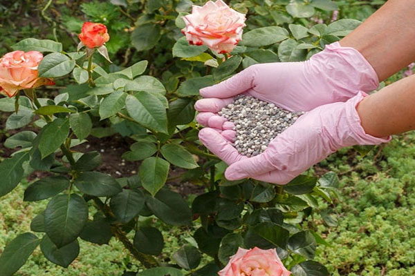 کوددهی مناسب اصلی‌‌ترین مسئله در تقویت گل رز در باغچه است.