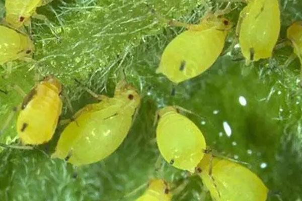 معرفی شته؛ آفات گیاه بابا آدم