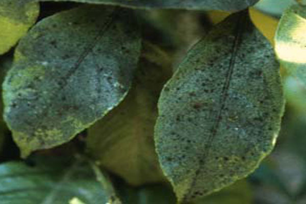 چاره کار حذف کپک دودی