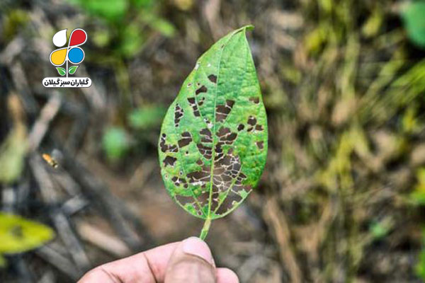  تشخیص بیماری گیاهان از روی برگ و سایر اندام گیاهان