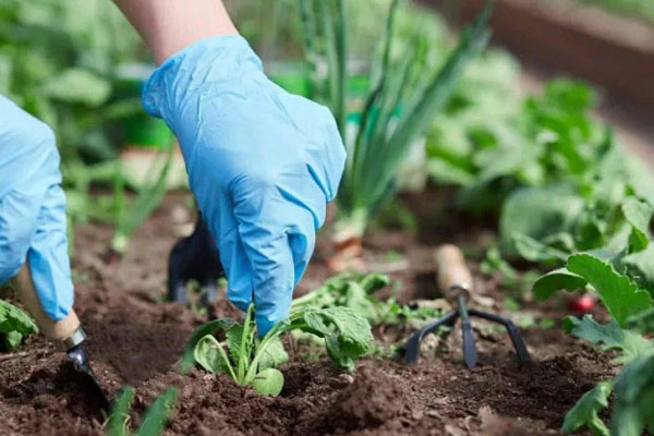 در خاک فله مخصوص برای باغچه بایستی چه ویژگی‌هایی وجود داشته باشد؟