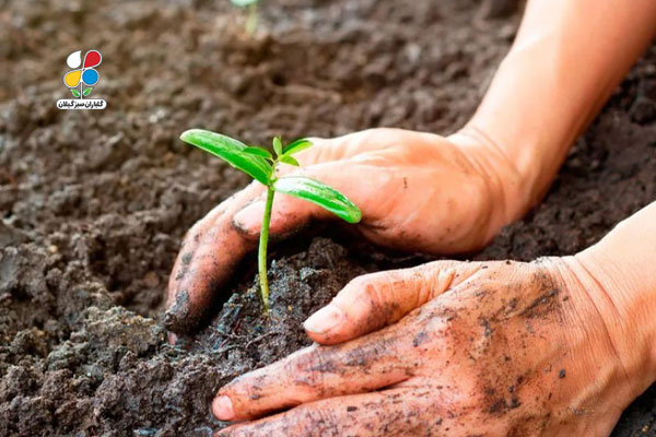 راهنمای جامع خرید خاک باغچه فله و استفاده از آن 