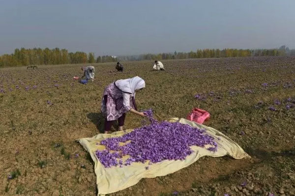 بهترین خاک برای کشت زعفران