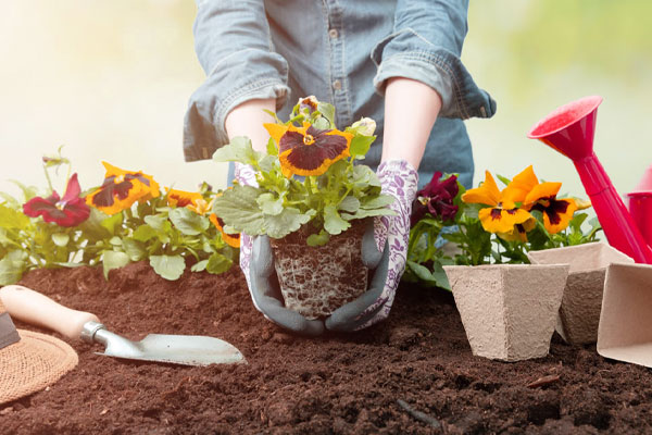 بهترین کود برای تقویت خاک باغچه