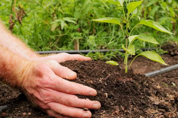 چگونه از خاک‌ و برگ استفاده کنیم؟