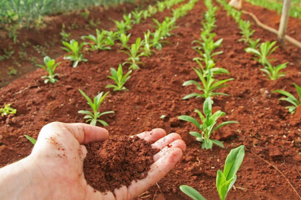 آنالیز خاک به چه معناست و چه تاثیری در انتخاب کود دارد؟