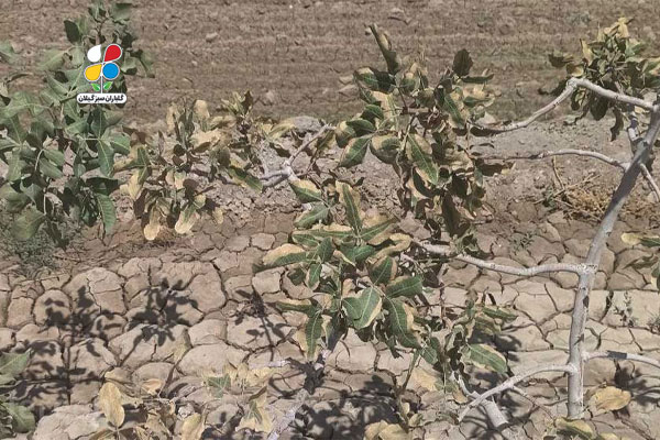 اصلاح خاک باغ پسته