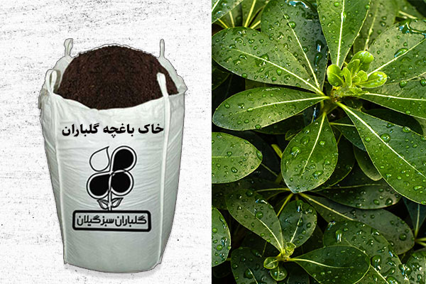 خاک باغچه؛ انتخابی متعادل برای انواع گیاهان مختلف 