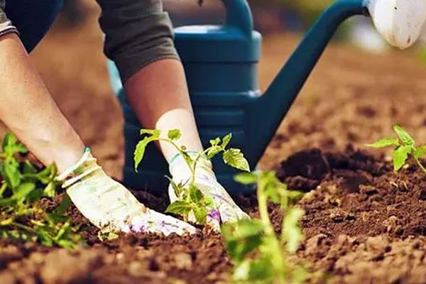 مزایای اصلاح کردن خاک باغ‌ها چیست؟