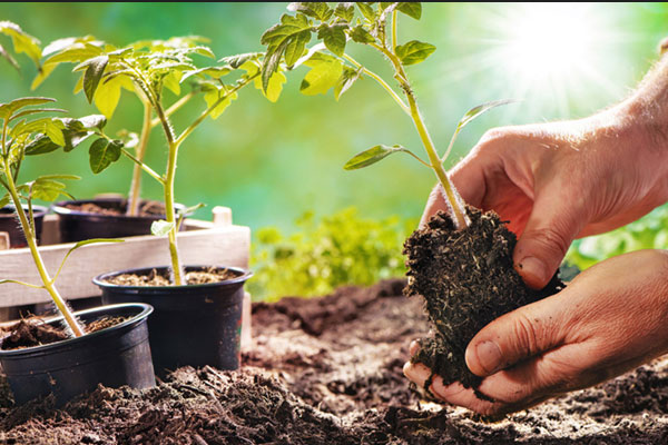 نکات در زمان خرید خاک برای باغ