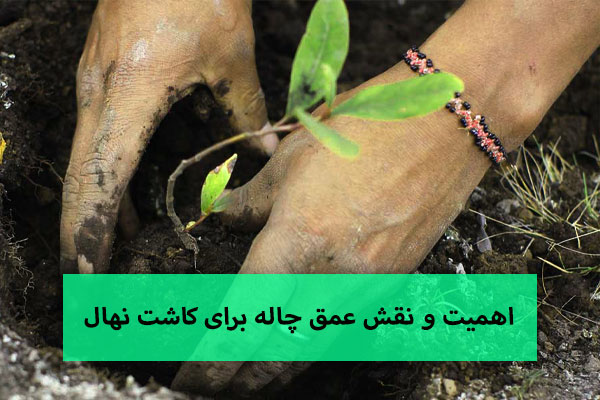 اهمیت و نقش عمق چاله برای کاشت نهال 