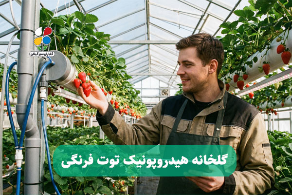 گلخانه هیدروپونیک توت فرنگی