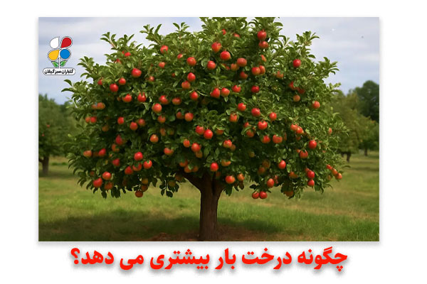 چگونه درخت بار بیشتری می ‌دهد؟
