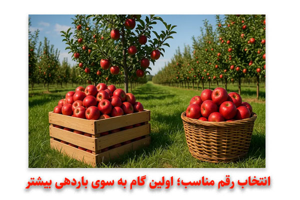 انتخاب رقم مناسب؛ اولین گام به سوی باردهی بیشتر