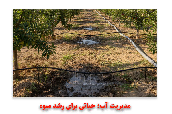 مدیریت آب؛ حیاتی برای رشد میوه