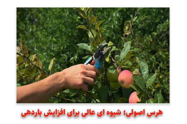 هرس اصولی؛ شیوه ای عالی برای افزایش باردهی