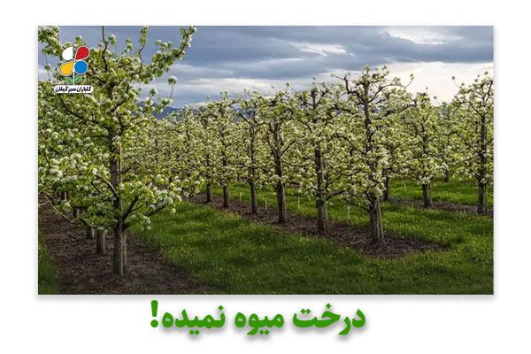 درخت میوه نمیده!
