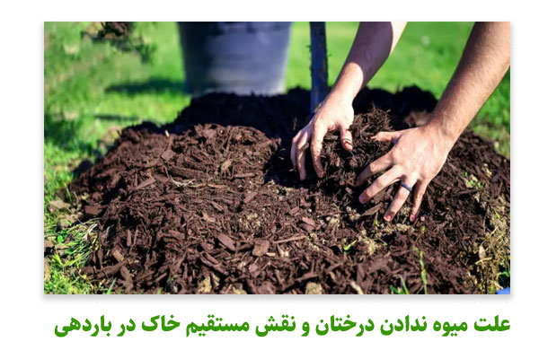 علت میوه ندادن درختان و نقش مستقیم خاک در باردهی