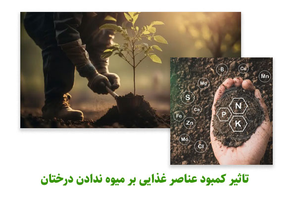 تاثیر کمبود عناصر غذایی بر میوه ندادن درختان