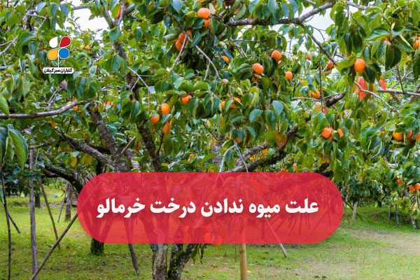 علت میوه ندادن درخت خرمالو