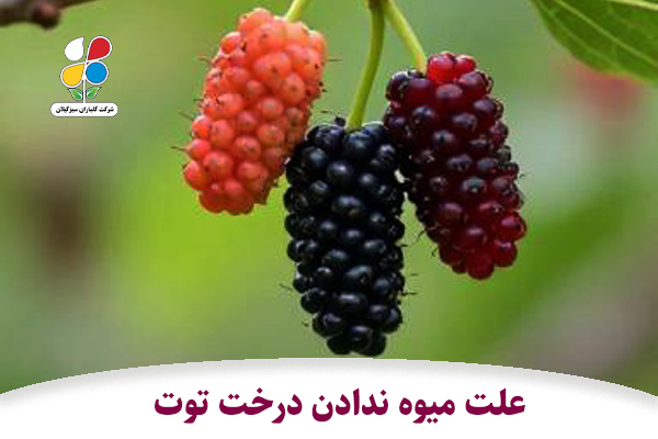 علت میوه ندادن درخت توت
