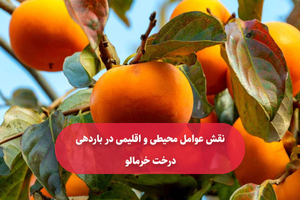 نقش عوامل محیطی و اقلیمی در باردهی درخت خرمالو