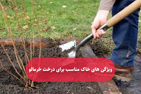 ویژگی ‌های خاک مناسب برای درخت خرمالو