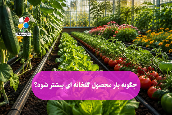 چگونه بار محصول گلخانه ای بیشتر شود؟