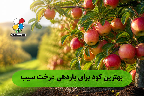 بهترین کود برای باردهی درخت سیب