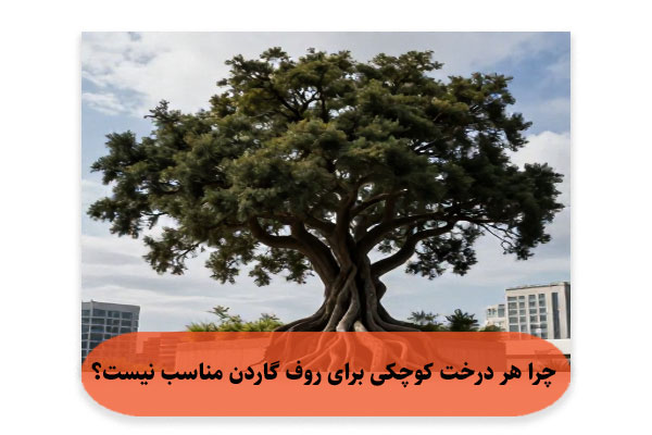 چرا هر درخت کوچکی برای روف گاردن مناسب نیست؟