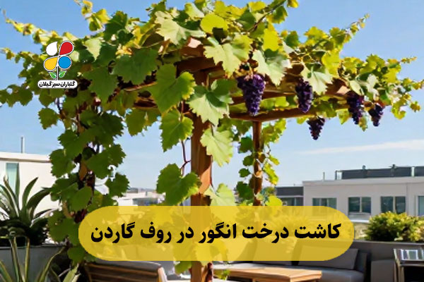 کاشت درخت انگور در روف گاردن