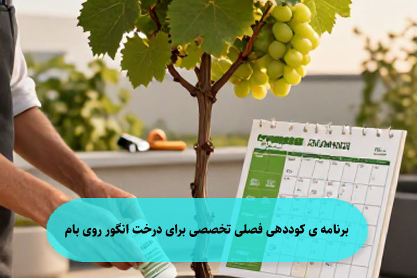برنامه ‌ی کوددهی فصلی تخصصی برای درخت انگور روی بام
