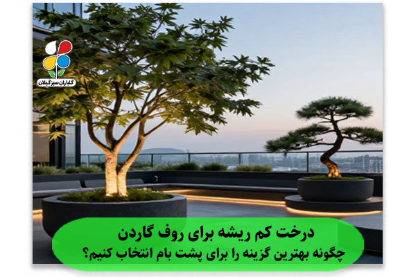 درخت کم ریشه برای روف گاردن؛ چگونه بهترین گزینه را برای پشت‌ بام انتخاب کنیم؟